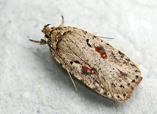 Agonopterix ocellana